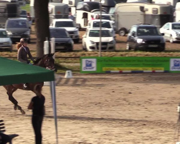 Reitturnier Recklinghausen 2017