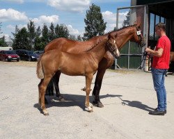 horse Silver Flair (Westphalian, 2018, from Sir Heinrich OLD)