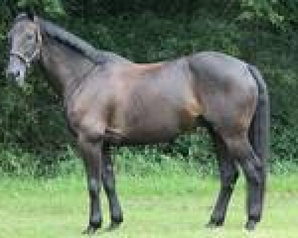 dressage horse Roman 174 (Oldenburg, 2000, from Rouletto) dressage horse Roman 174 (Oldenburg, 2000, from Rouletto)