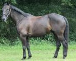 dressage horse Roman 174 (Oldenburg, 2000, from Rouletto)