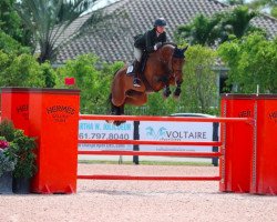 jumper Chaccolette 3 (Oldenburg show jumper, 2009, from Chacco-Blue)