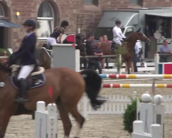 Reitturnier Zweibrücken 2017