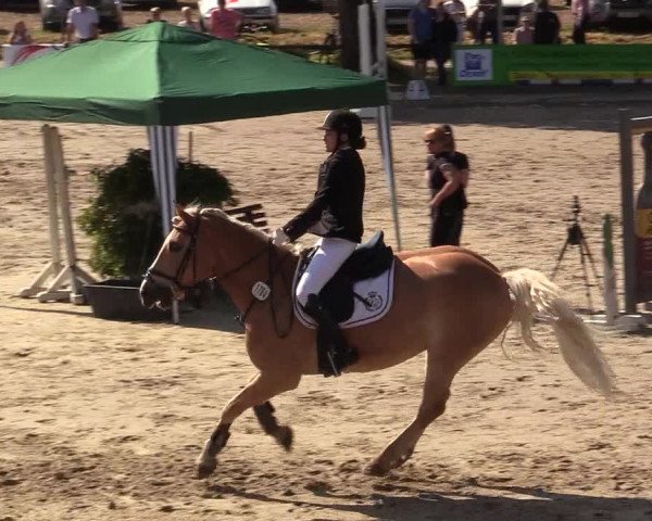 Reitturnier Recklinghausen 2017