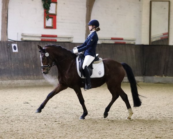 broodmare Donna de Luxe N (German Riding Pony, 2013, from FS Don't Worry)