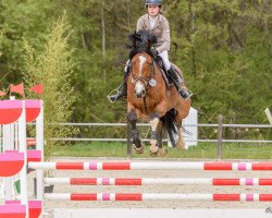 jumper Baloubinchen (Oldenburg, 2012, from Balou du Rouet)