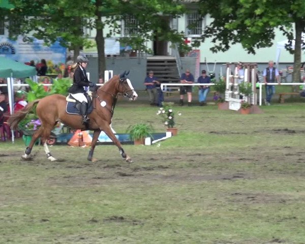 Reitturnier Zobbenitz 2017