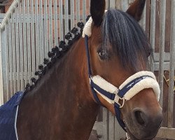broodmare Sarotti 72 (Pony without race description, 2010)
