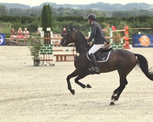 Reitturnier Illertissen 2017