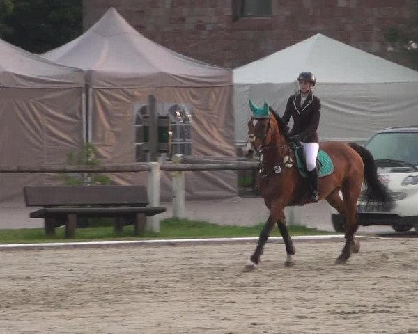 Reitturnier Zweibrücken 2017