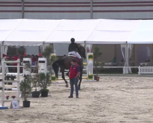 Reitturnier Zweibrücken 2017