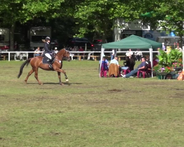 Reitturnier Zobbenitz 2017