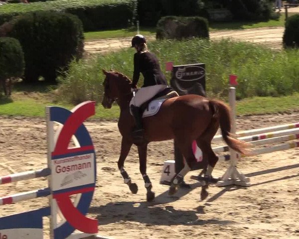 Reitturnier Recklinghausen 2017