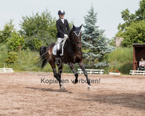 dressage horse Faramond 2 (Oldenburg, 2009, from Fidertanz)