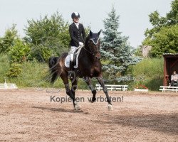 dressage horse Faramond 2 (Oldenburg, 2009, from Fidertanz)