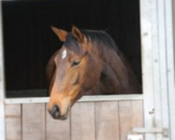 horse Fire-Kiss (Trakehner, 2011, from Herbstbach)