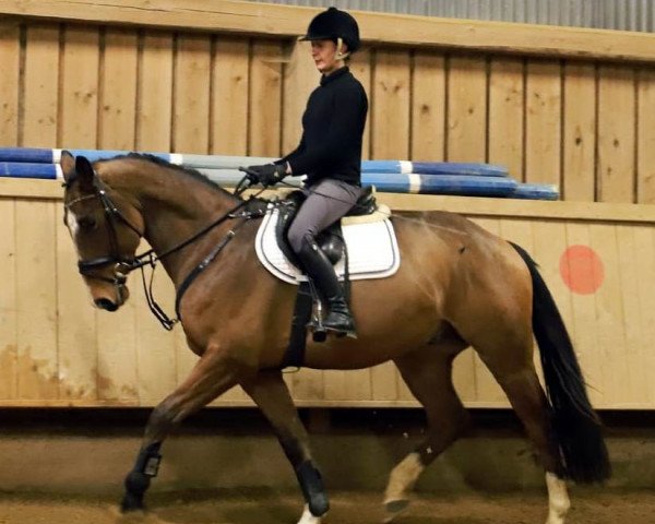 horse Nic Nac (German Sport Horse, 2014, from Lafitte)
