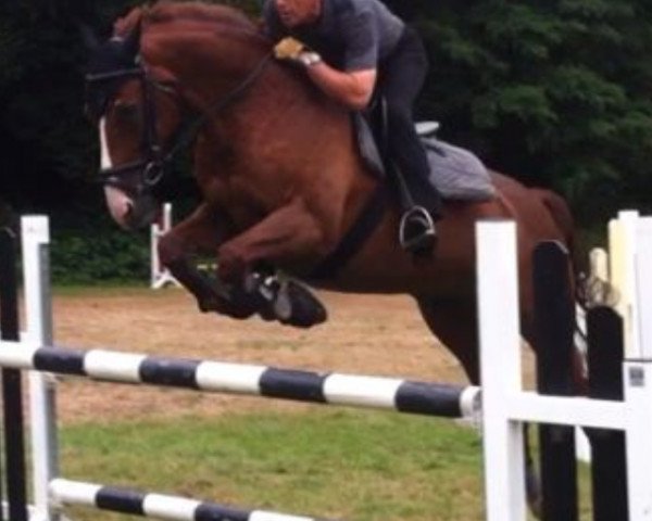 dressage horse Wellington 238 (Hanoverian, 1998, from White Star)