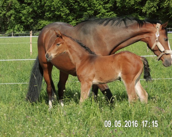 Broodmare Rosalie 276 (Westphalian, 2008, from Rock Forever NRW)