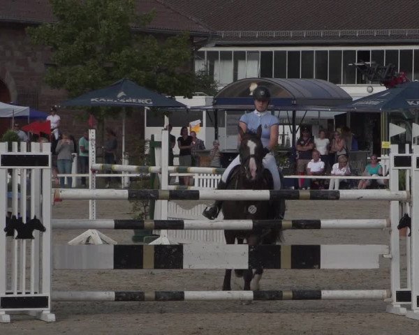Reitturnier Zweibrücken 2017