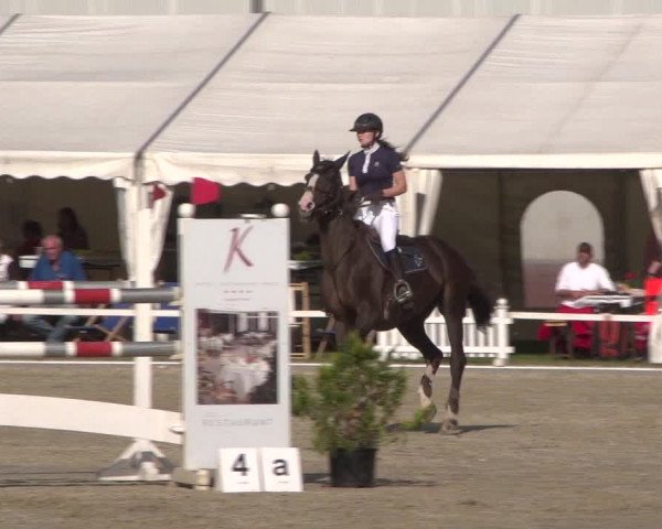 Reitturnier Zweibrücken 2017