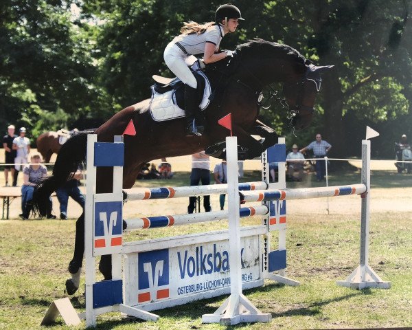 jumper Quintello 3 (Hanoverian, 2009, from Quintender 2)