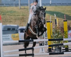 jumper Destination CH (Swiss Warmblood, 2004, from Dressage Royal)