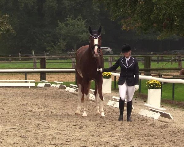 Reitturnier Recklinghausen 2017