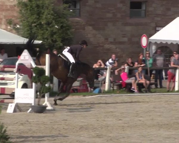 Reitturnier Zweibrücken 2017