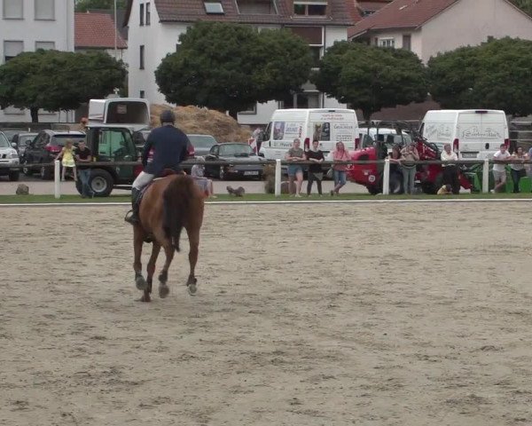 Reitturnier Zweibrücken 2017