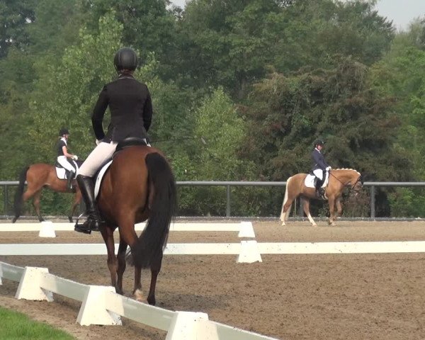 Reitturnier Düren - An der Kuhbrücke 2017