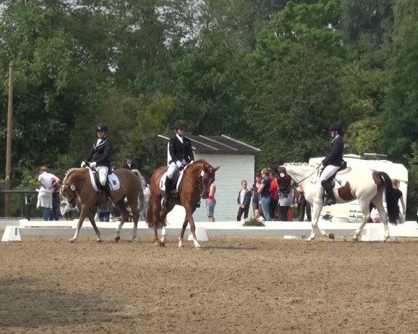 Reitturnier Düren - An der Kuhbrücke 2017