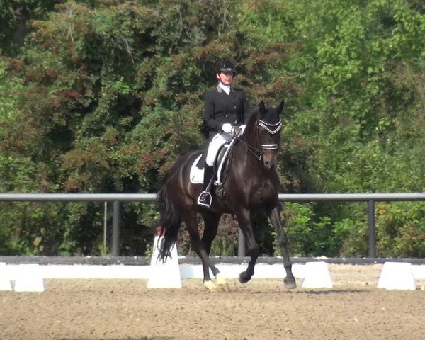 Reitturnier Düren - An der Kuhbrücke 2017