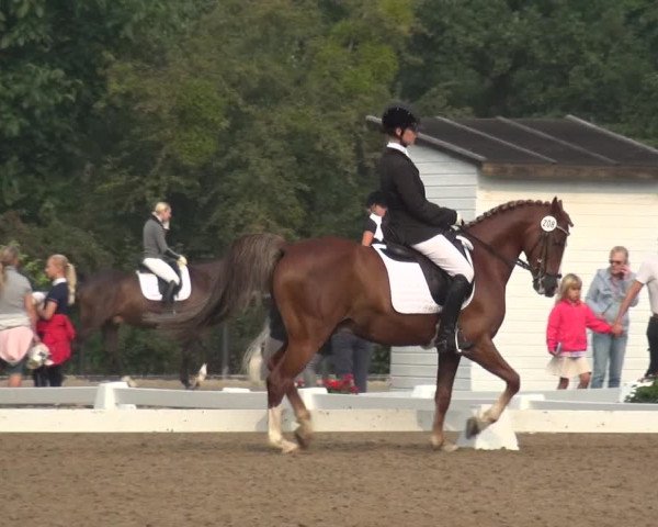 Reitturnier Düren - An der Kuhbrücke 2017