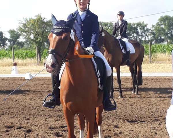 broodmare Little Dream 65 (German Riding Pony, 2009, from Merlin)