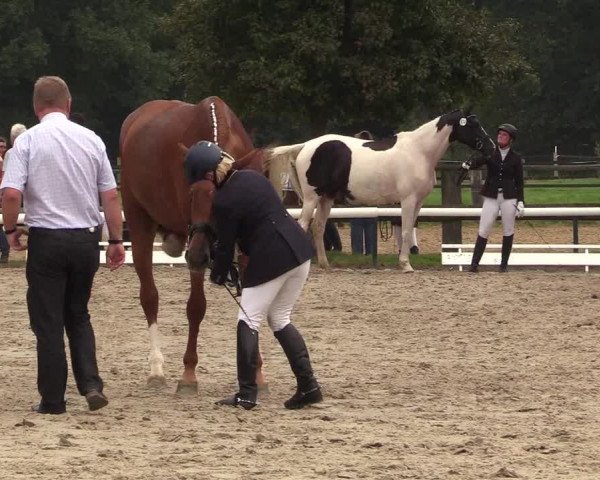 Reitturnier Recklinghausen 2017