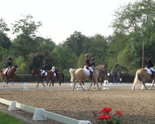 Reitturnier Düren - An der Kuhbrücke 2017