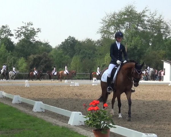 Reitturnier Düren - An der Kuhbrücke 2017