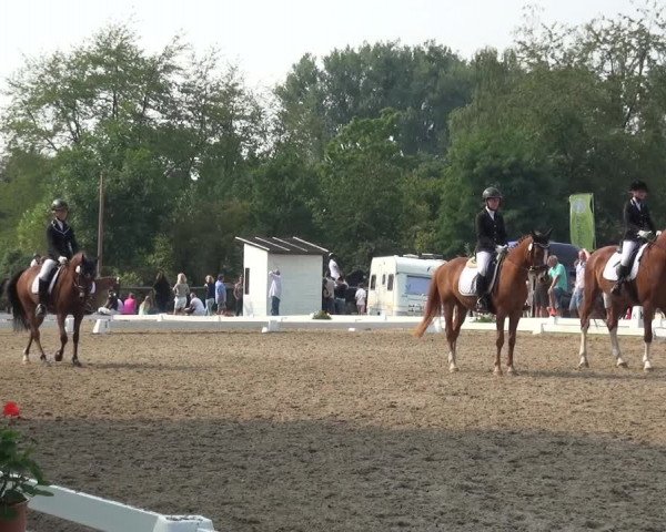 Reitturnier Düren - An der Kuhbrücke 2017