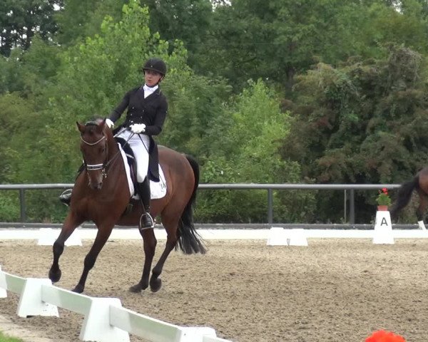 Reitturnier Düren - An der Kuhbrücke 2017