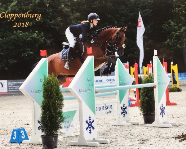 jumper Don Rusco (Swiss Warmblood, 2010, from Don Gregory)