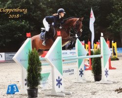 jumper Don Rusco (Swiss Warmblood, 2010, from Don Gregory)