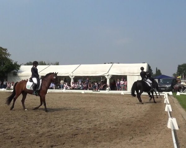 Reitturnier Düren - An der Kuhbrücke 2017