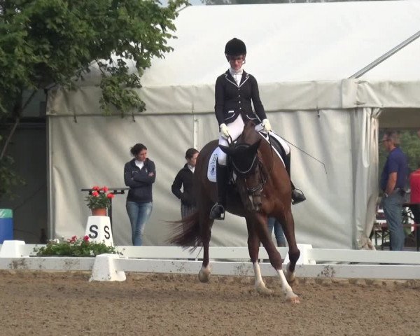 Reitturnier Düren - An der Kuhbrücke 2017
