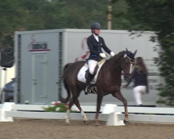 Reitturnier Düren - An der Kuhbrücke 2017