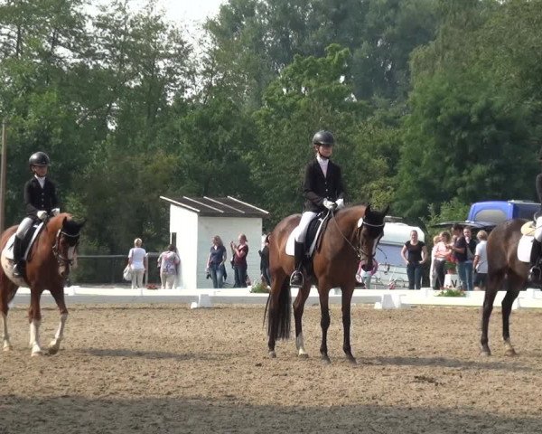 Reitturnier Düren - An der Kuhbrücke 2017