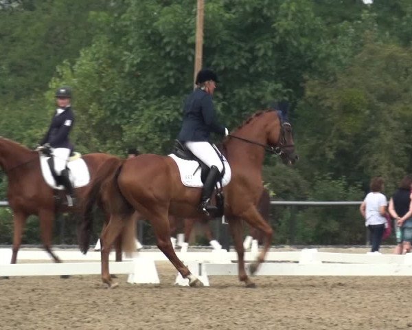 Reitturnier Düren - An der Kuhbrücke 2017