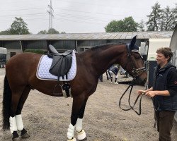 dressage horse Chirrino (Pura Raza Espanola (PRE), 2012, from Segador IX)