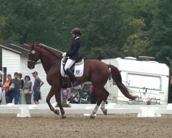 Reitturnier Düren - An der Kuhbrücke 2017
