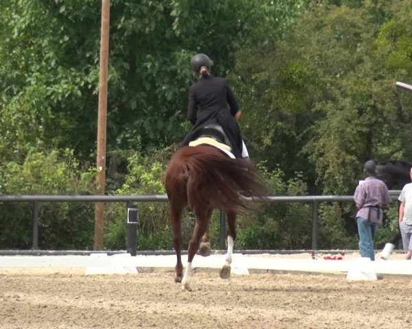 Reitturnier Düren - An der Kuhbrücke 2017