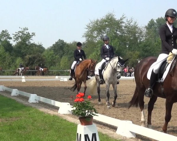 Reitturnier Düren - An der Kuhbrücke 2017